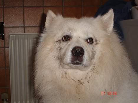 Samojedhund BAMSE. R.I.P (død 25/2 08 - Hvem ? Mig ?.... det er ihvertfald ikke mig der har rodet i haven.... ka du ikke se jeg ser uskyldig ud... billede 12