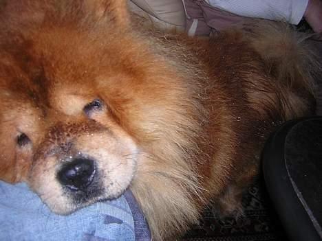 Chow chow Balder - Lige været ude en kort tur i regnen  billede 1