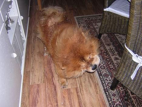 Chow chow Balder - Sne er flot til mig, men jeg synes nu det klæder mors møbler meget bedre billede 2