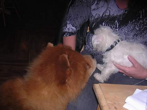 Chow chow Balder - Første møde med lille Anton, som også er herinde på galleriet billede 3