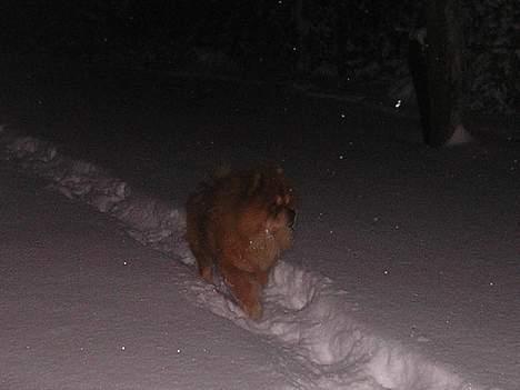 Chow chow Balder - weeei sne! billede 4