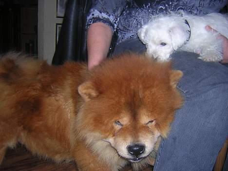 Chow chow Balder - NEJ! stop! Det kilder! billede 5
