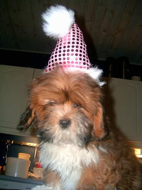 Lhasa apso Lhasa fabricius Leeloo - godt nytår alle glade hunde elsker. billede 3