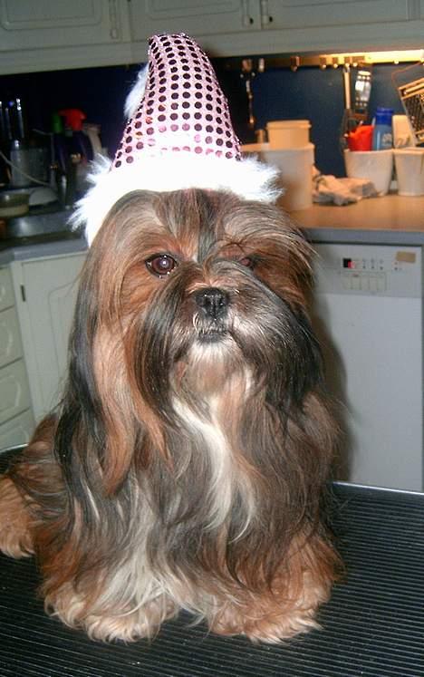 Lhasa apso  LAUNA  billede 8