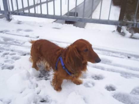 Gravhund Asterix - Snehund billede 1