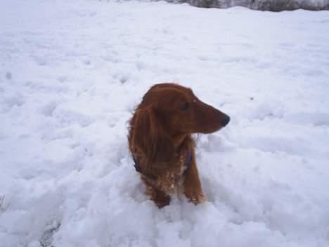 Gravhund Asterix billede 2