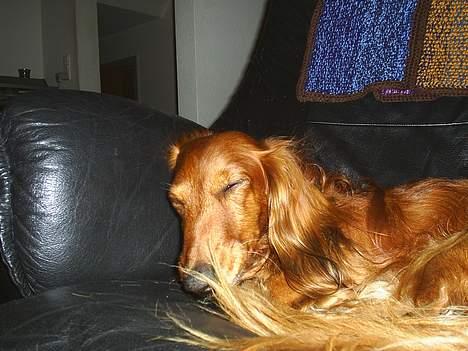 Gravhund Asterix - ZZZZzzzzZZZ billede 3