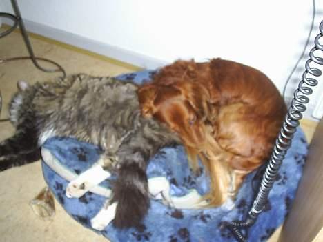 Gravhund Asterix - Sovning med Chewbacca billede 4