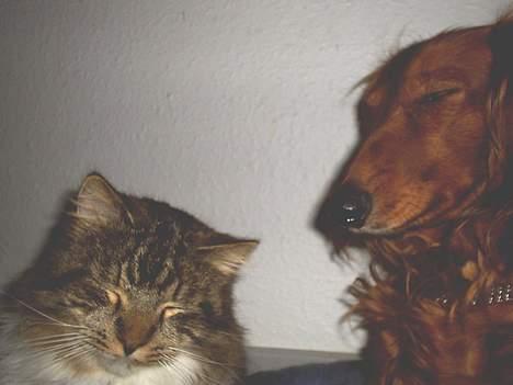 Gravhund Asterix - *Fniiiiiiis* billede 5