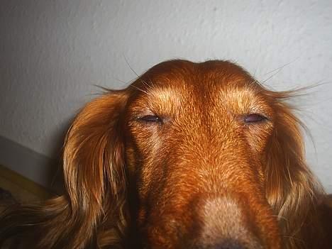 Gravhund Asterix - Ready for my closeup billede 6