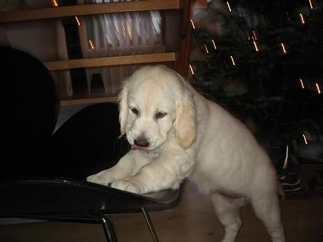 Golden retriever Ella - på jagt efter godbider billede 1