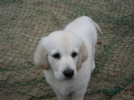 Golden retriever Ella - er jeg ikke bare dejlig billede 2