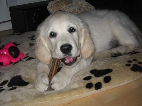 Golden retriever Ella - gumle gumle billede 5