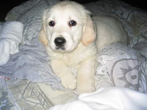 Golden retriever Ella - Ella lige kommet til nyt hjem..dejlig varm dyne..hehe billede 6