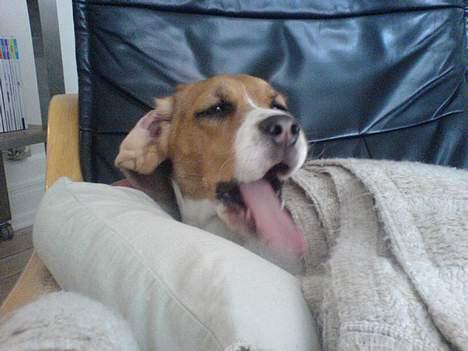 Beagle *Dharma<3* billede 17