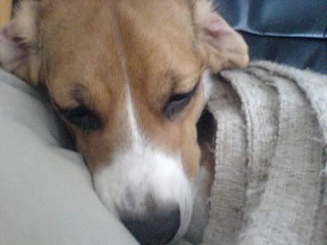 Beagle *Dharma<3* billede 18