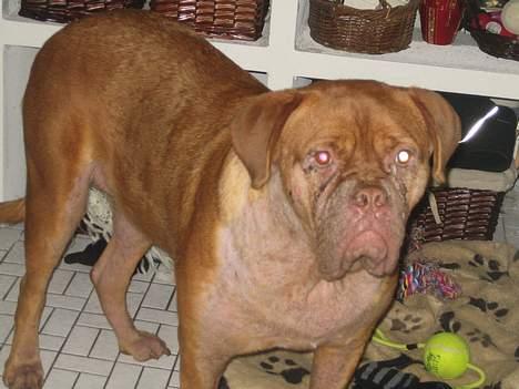 Dogue de bordeaux freja, DØD billede 2