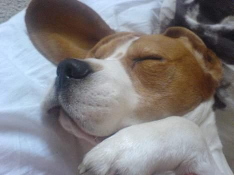 Beagle *Victor<3* - Tykke <3 billede 16