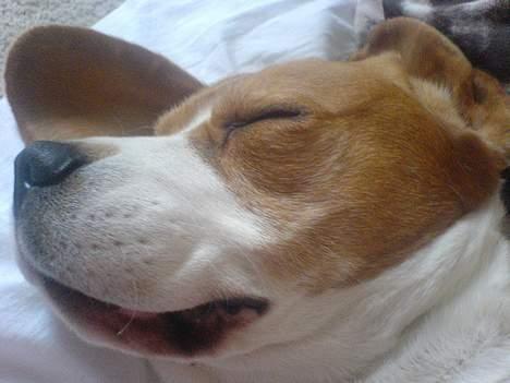 Beagle *Victor<3* - Haha<3 billede 17