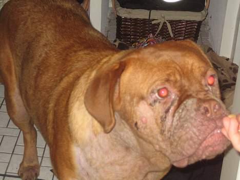 Dogue de bordeaux freja, DØD billede 3