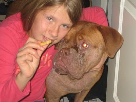 Dogue de bordeaux freja, DØD billede 4