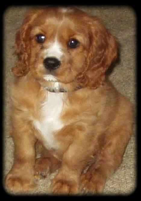 Cavalier king charles spaniel Samson billede 2