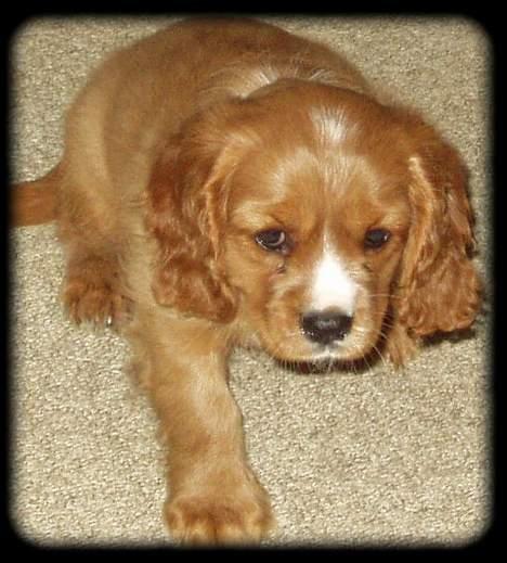 Cavalier king charles spaniel Samson billede 3