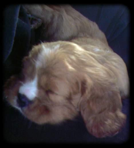 Cavalier king charles spaniel Samson billede 4