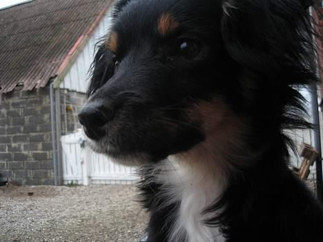 Blanding af racer Dax billede 1