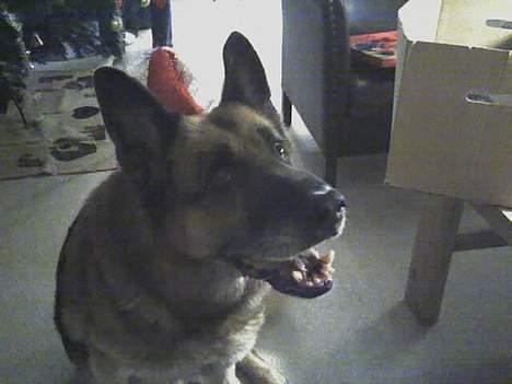 Schæferhund Erko von der Strothheide - ja ja jeg ved godt at jeg er fint :-) billede 11