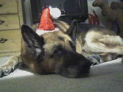 Schæferhund Erko von der Strothheide - nu det jul igen ..................... billede 12