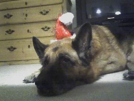 Schæferhund Erko von der Strothheide - lad mig så sove mor!!!!!!!!!!!!!!!!! billede 13