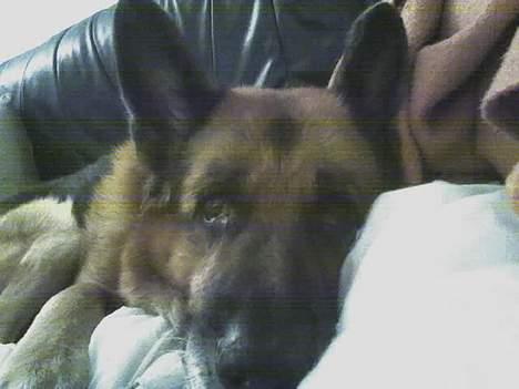 Schæferhund Erko von der Strothheide - er du sikker på at jeg ikke må ligge i 3´er sofaen???????? billede 14