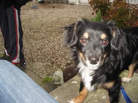 Blanding af racer Dax billede 2