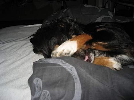 Blanding af racer Dax billede 4