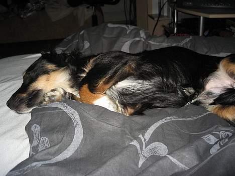 Blanding af racer Dax billede 5