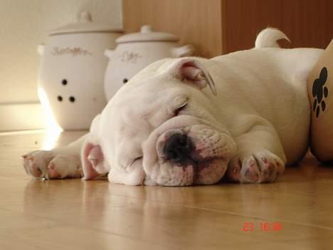 Engelsk bulldog Bacon - Ja ja... Vi kan jo alle trænge til en lille lur! billede 1