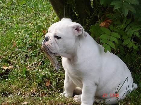 Engelsk bulldog Bacon - Har jeg noget mellem tænderne?? billede 2