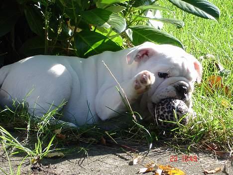 Engelsk bulldog Bacon - Det er verdens farligste tennisbold... Det er pletterne, der gør det! billede 3