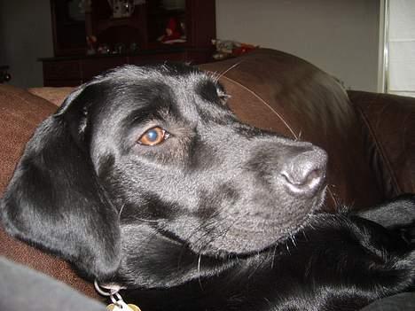 Labrador retriever Tilde *SOLGT* billede 6