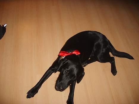 Labrador retriever Tilde *SOLGT* billede 7