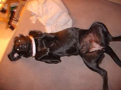 Labrador retriever Tilde *SOLGT* billede 9