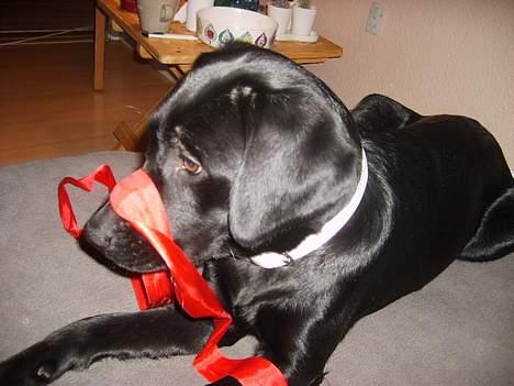 Labrador retriever Tilde *SOLGT* billede 10