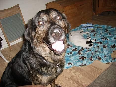 Blanding af racer Victor *R.I.P* billede 12