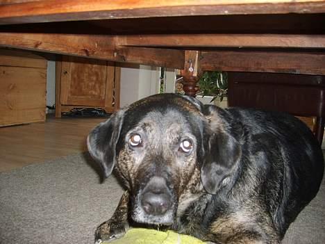 Blanding af racer Victor *R.I.P* billede 13