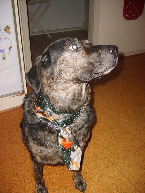 Blanding af racer Victor *R.I.P* billede 14