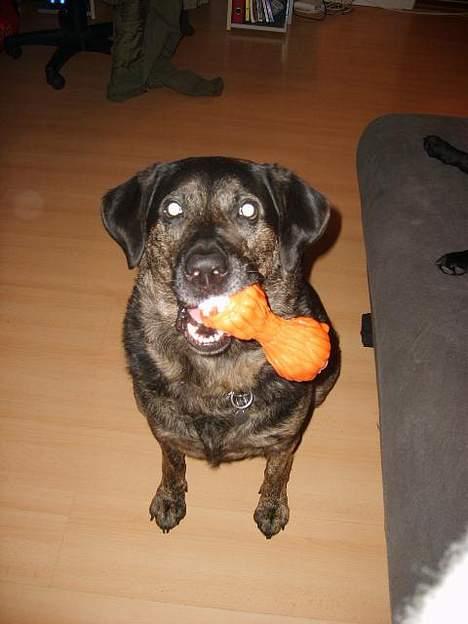 Blanding af racer Victor *R.I.P* billede 15