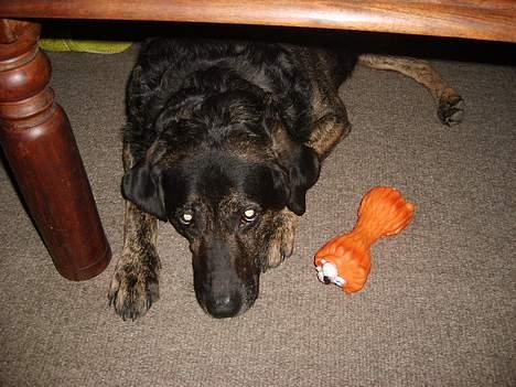 Blanding af racer Victor *R.I.P* billede 16