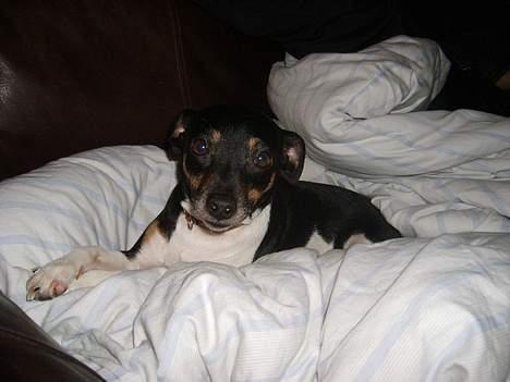 Dansk svensk gaardhund Maddie *Forældres* billede 9