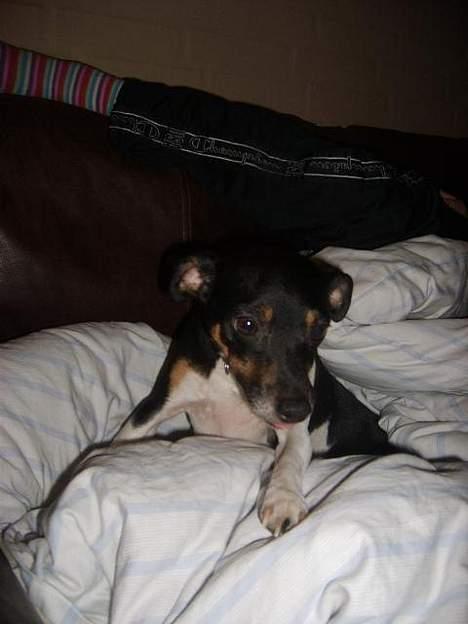 Dansk svensk gaardhund Maddie *Forældres* billede 10